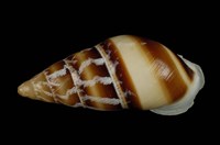 藏品(美嬌蝸牛)的圖片